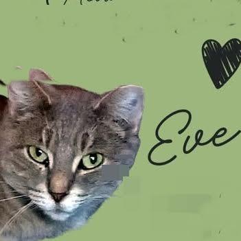 Eve, a Adoptable Domestic Short Hair in Madison, WI image 3/6