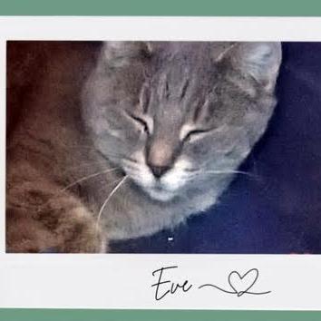Eve, a Adoptable Domestic Short Hair in Madison, WI image 4/6