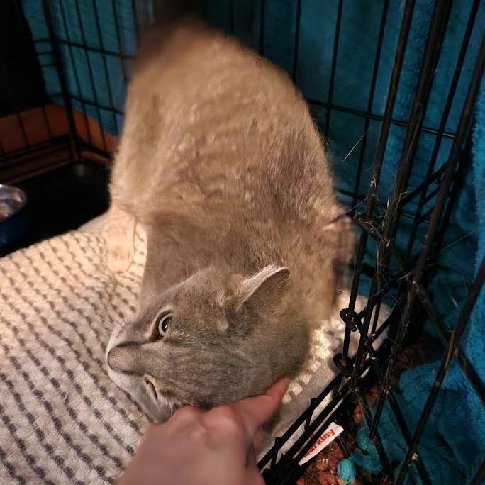 Eve, a Adoptable Domestic Short Hair in Madison, WI image 5/6