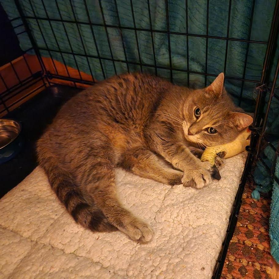 Eve, a Adoptable Domestic Short Hair in Madison, WI image 6/6