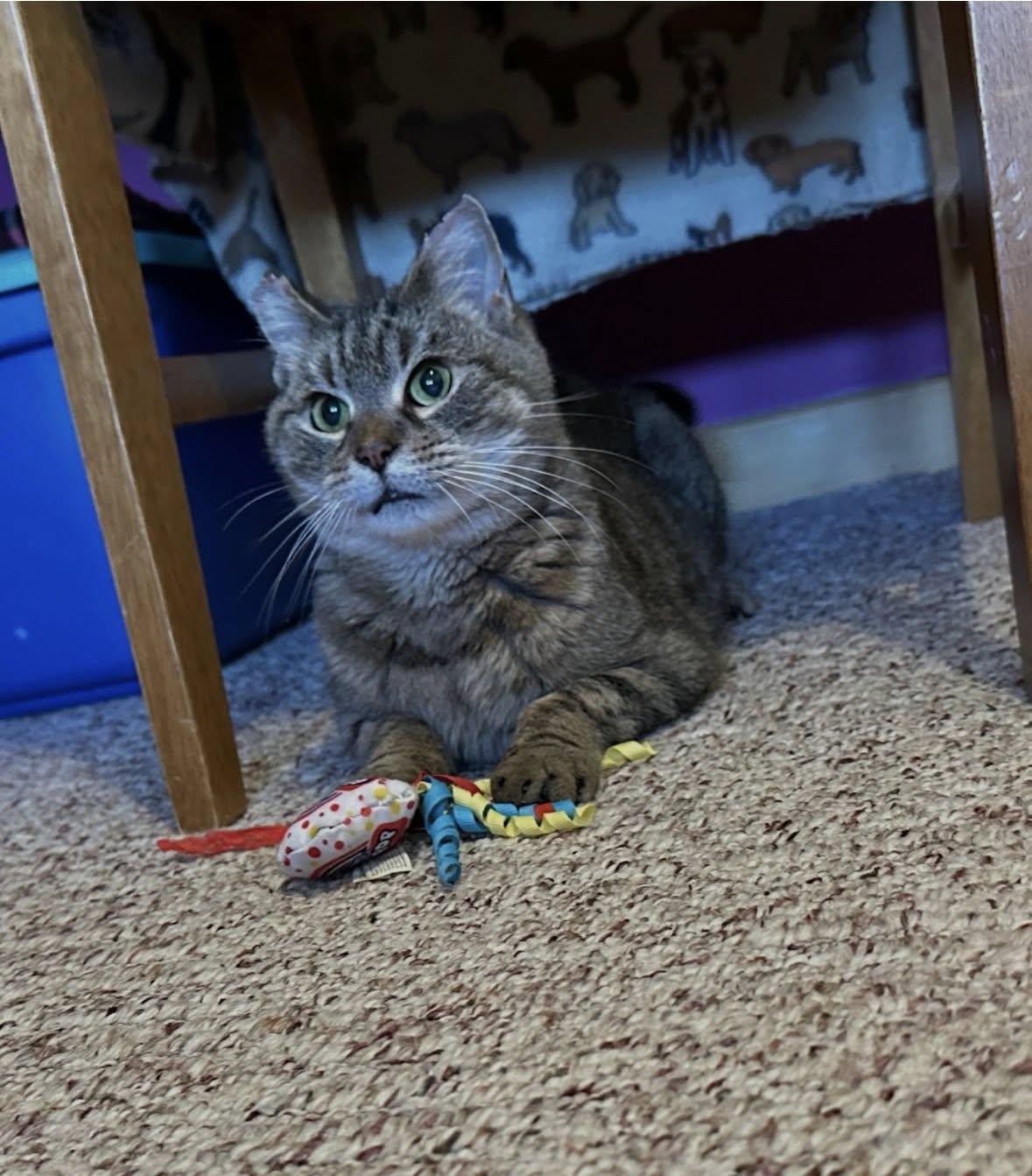 Enlarge Princess, a ADOPTABLE Domestic Short Hair in Rumford, ME image 1/5