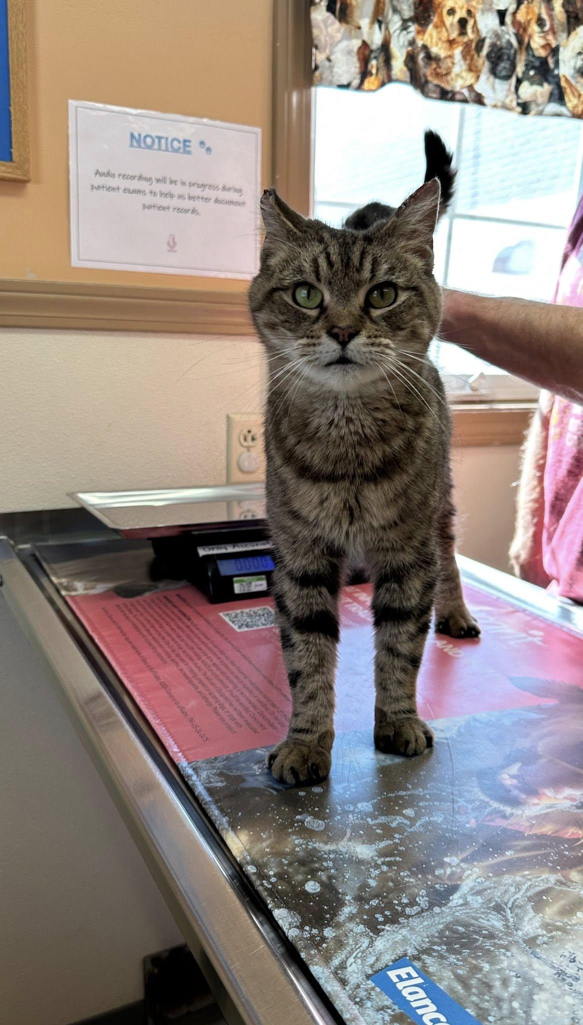 Enlarge Princess, a ADOPTABLE Domestic Short Hair in Rumford, ME image 3/5