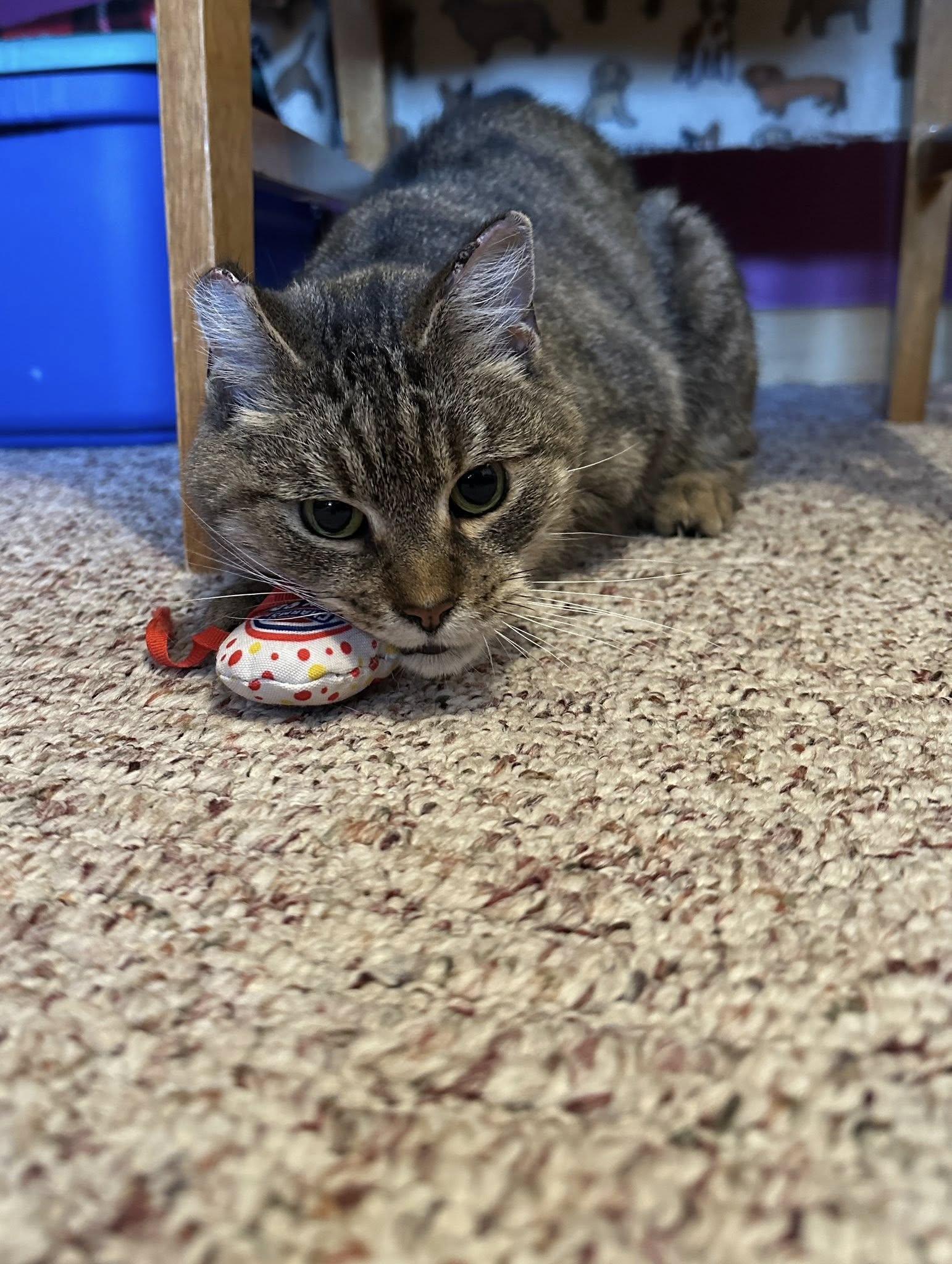 Enlarge Princess, a ADOPTABLE Domestic Short Hair in Rumford, ME image 2/5