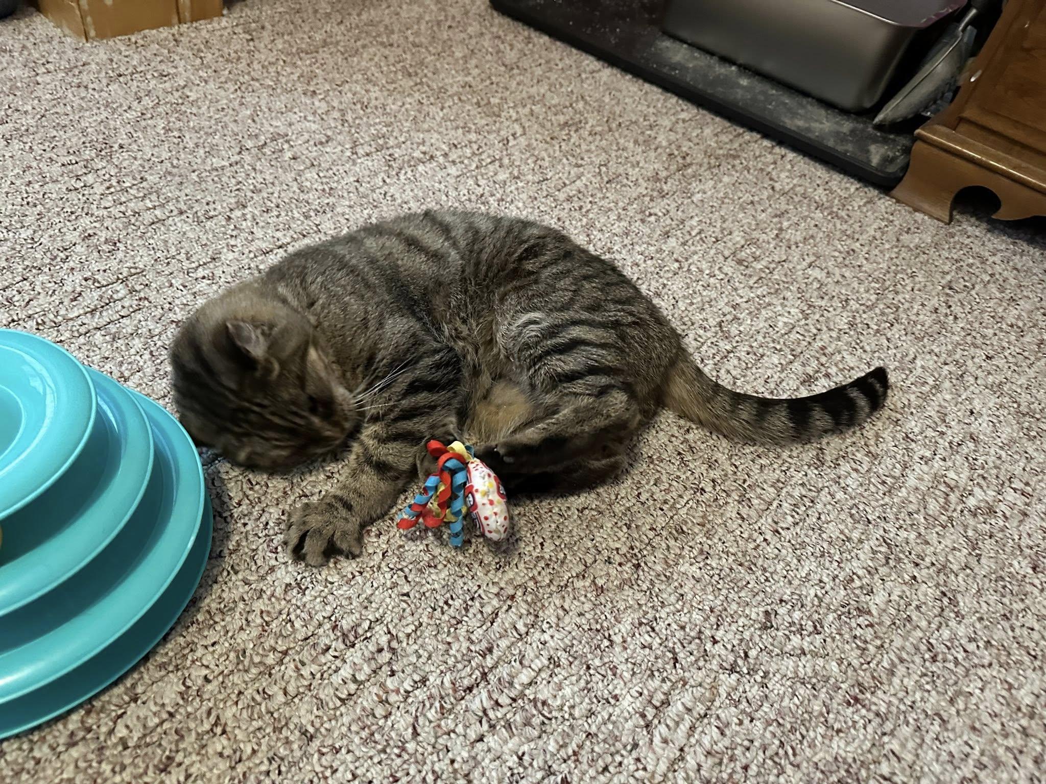 Enlarge Princess, a ADOPTABLE Domestic Short Hair in Rumford, ME image 5/5