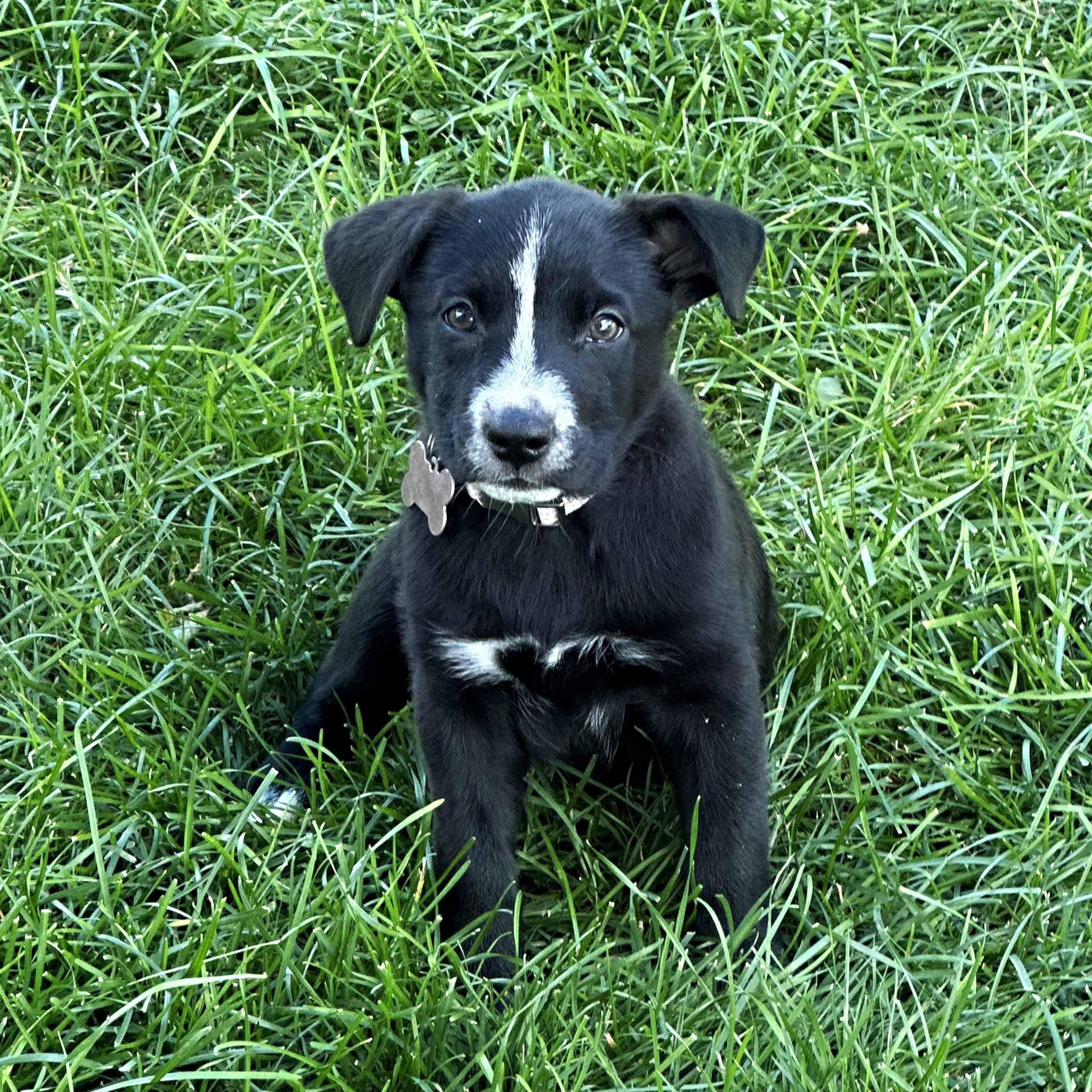 Skylark, Adoptable, Puppy Female Mixed Breed.