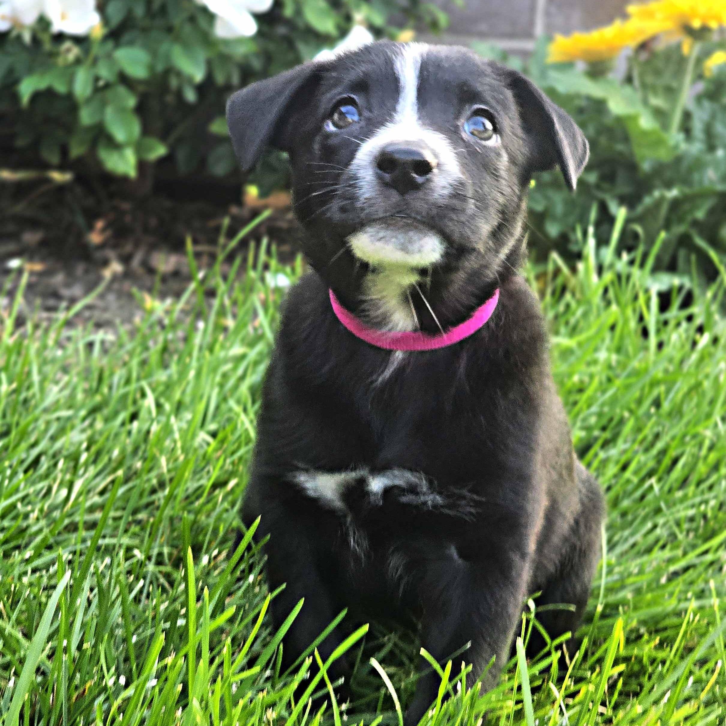 Enlarge Skylark, a Adoptable mixed breed in Schaumburg, IL image 4/4