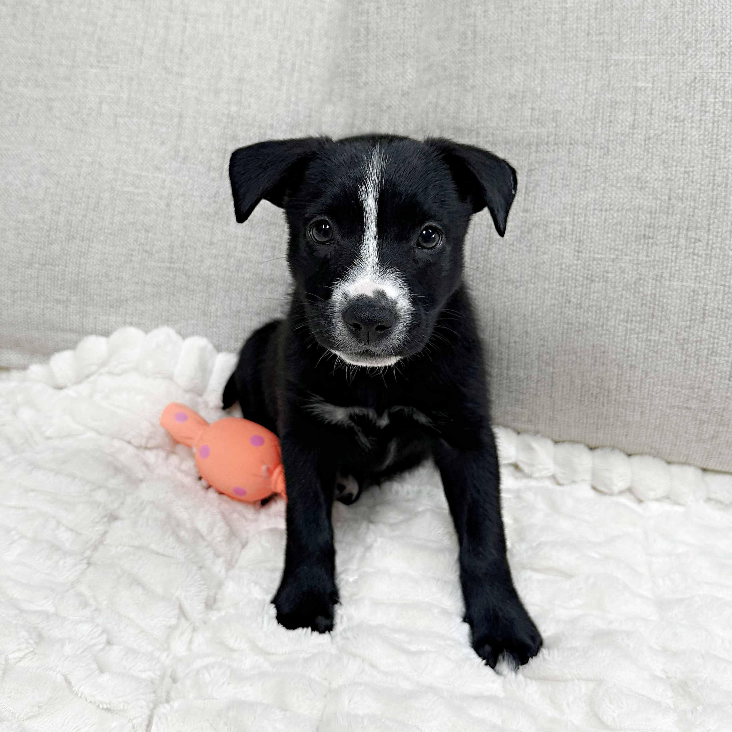 Enlarge Skylark, a Adoptable mixed breed in Schaumburg, IL image 3/4