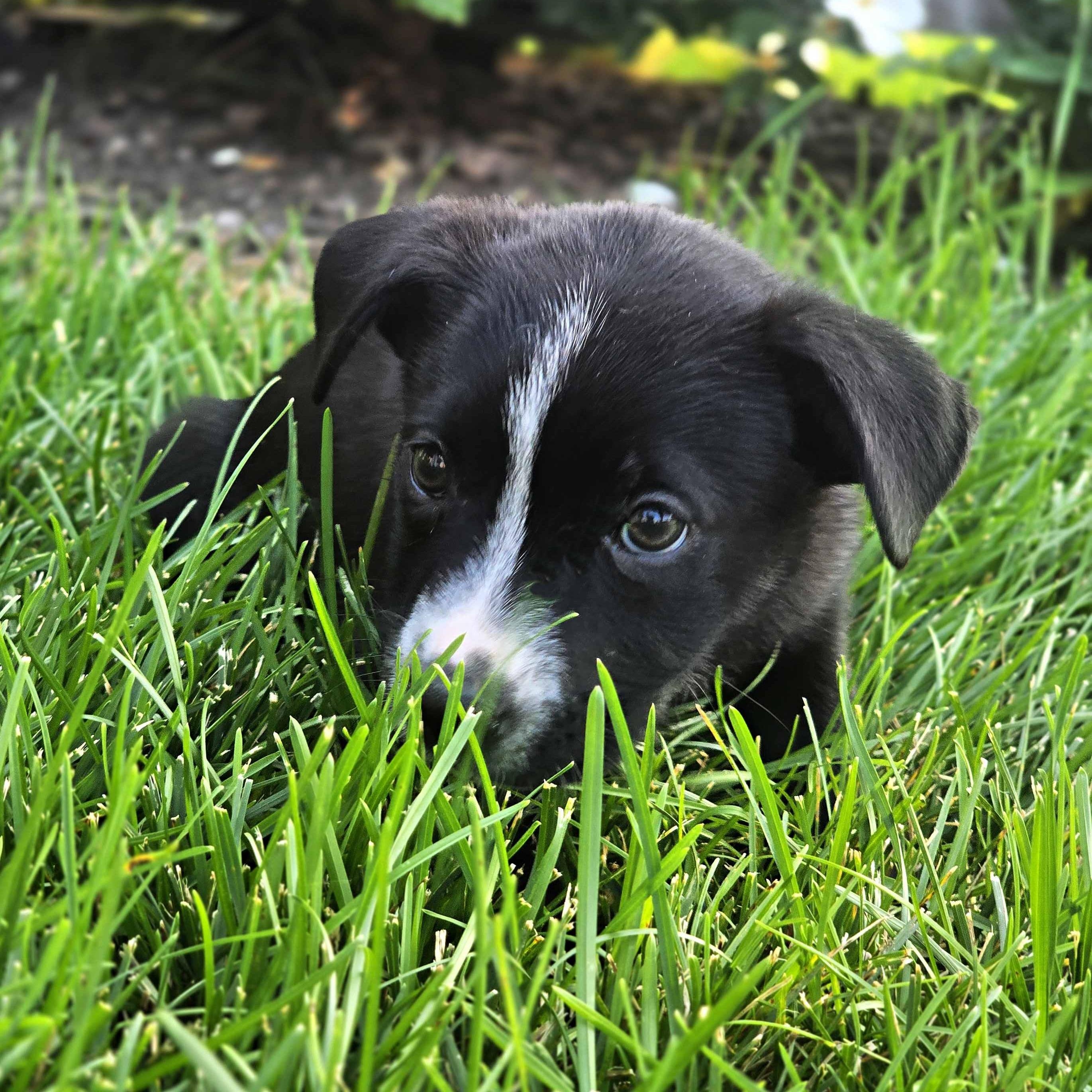 Enlarge Skylark, a Adoptable mixed breed in Schaumburg, IL image 2/4