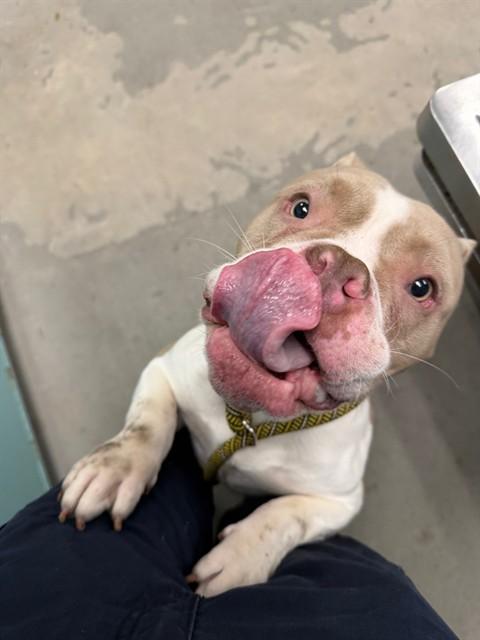 Enlarge Creature, a ADOPTABLE Pit Bull Terrier in Urbana, IL image 1/1