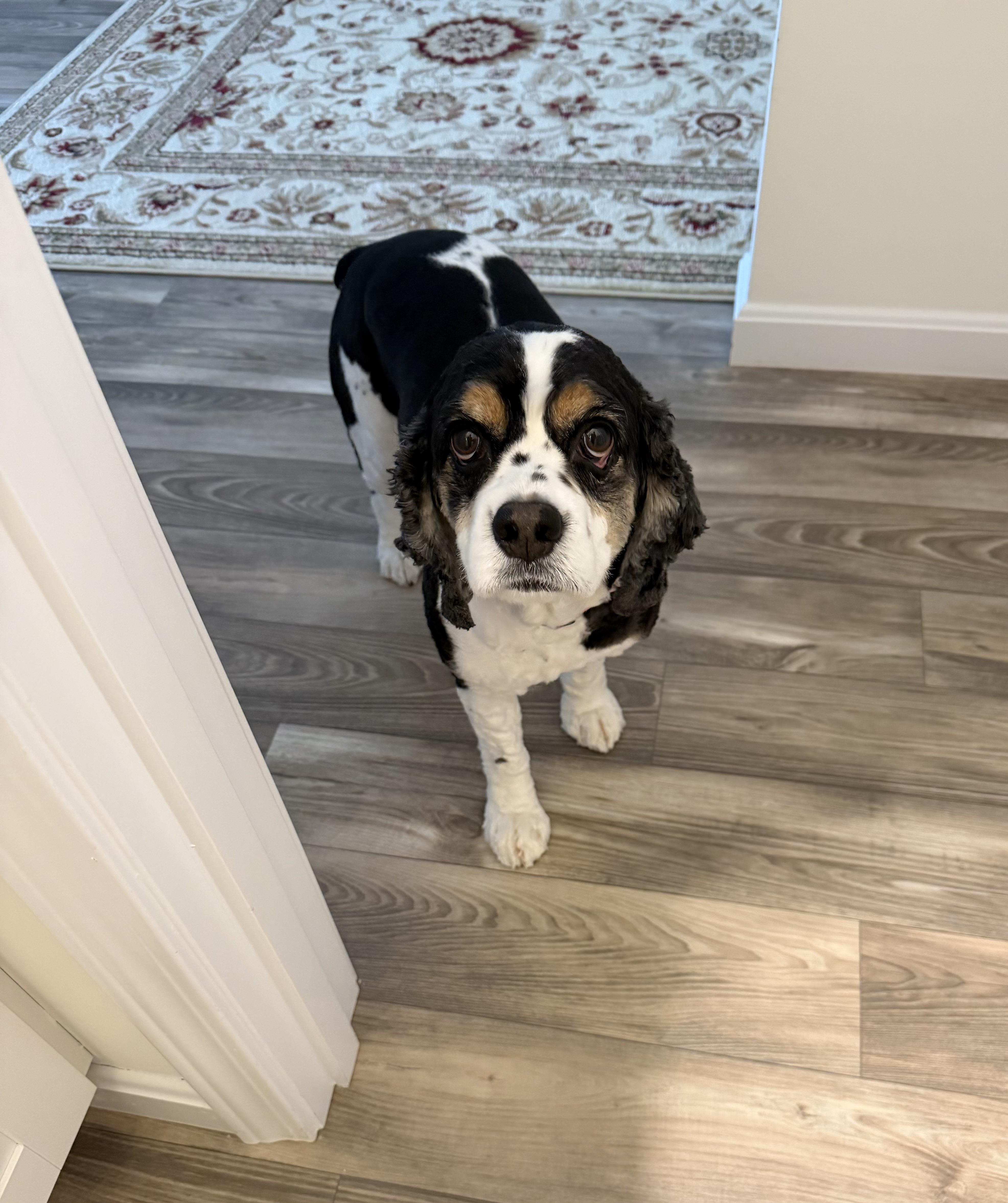 Enlarge Rosie 8yr, a ADOPTABLE Cocker Spaniel in Mentor, OH image 4/4