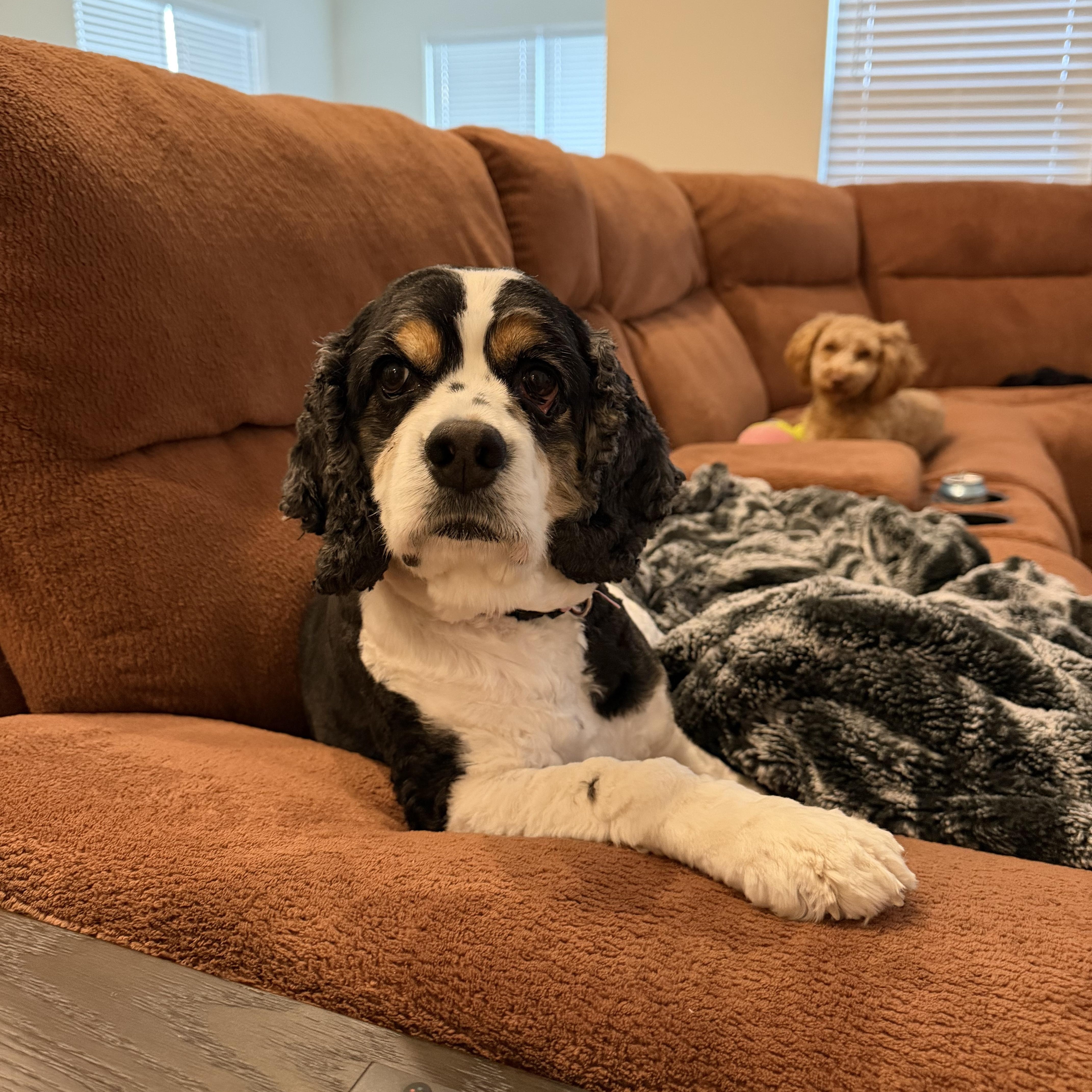 Enlarge Rosie 8yr, a ADOPTABLE Cocker Spaniel in Mentor, OH image 1/4