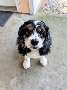 Enlarge Rosie 8yr, a ADOPTABLE Cocker Spaniel in Mentor, OH image 3/4