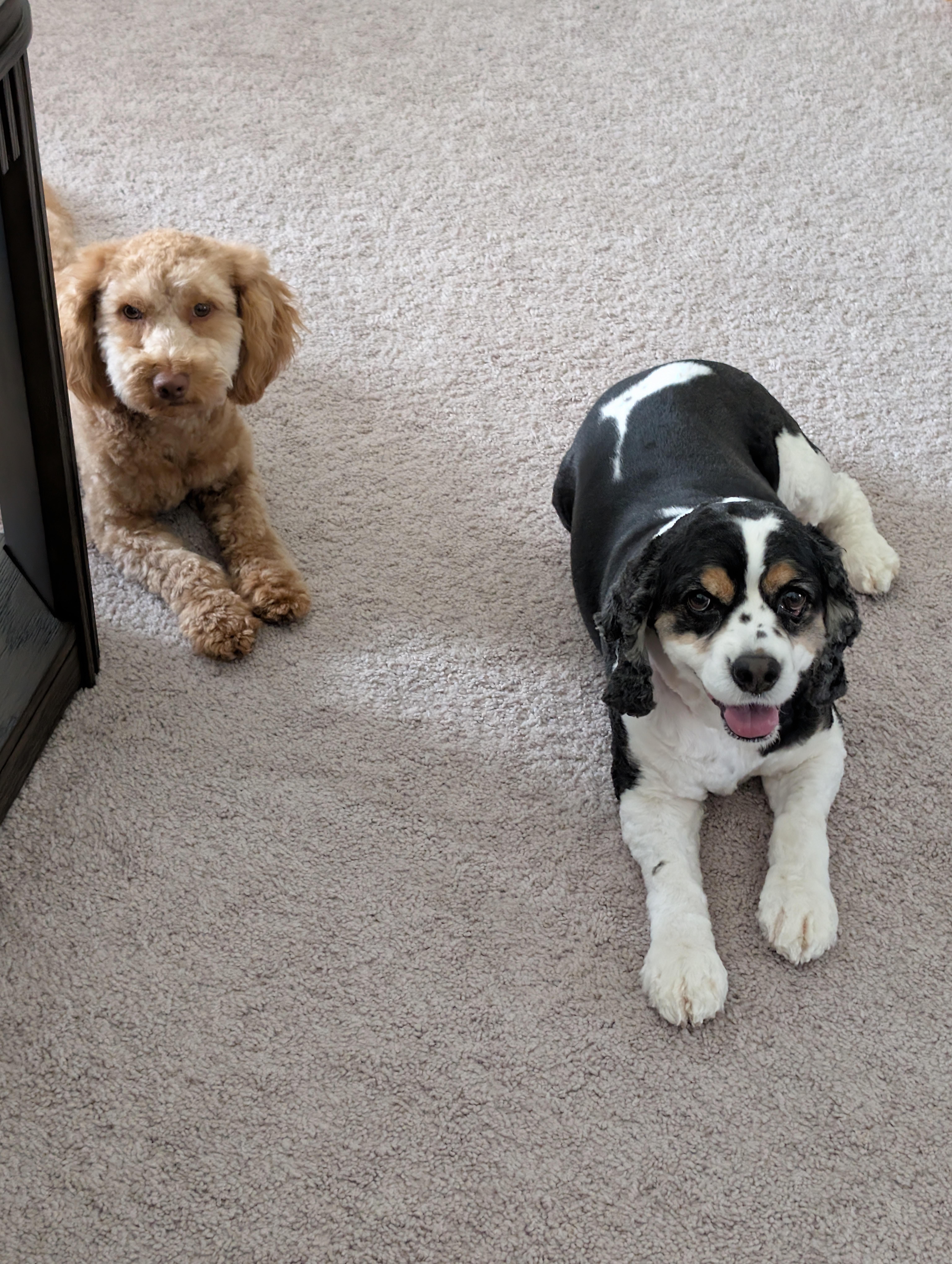 Enlarge Rosie 8yr, a ADOPTABLE Cocker Spaniel in Mentor, OH image 2/4