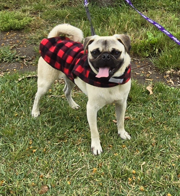 Andre, a Adoptable Pug in Fallbrook, CA image 1/6