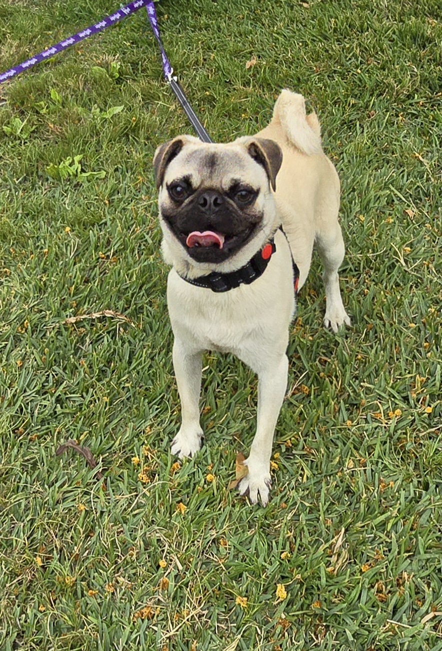 Andre, a Adoptable Pug in Fallbrook, CA image 2/6
