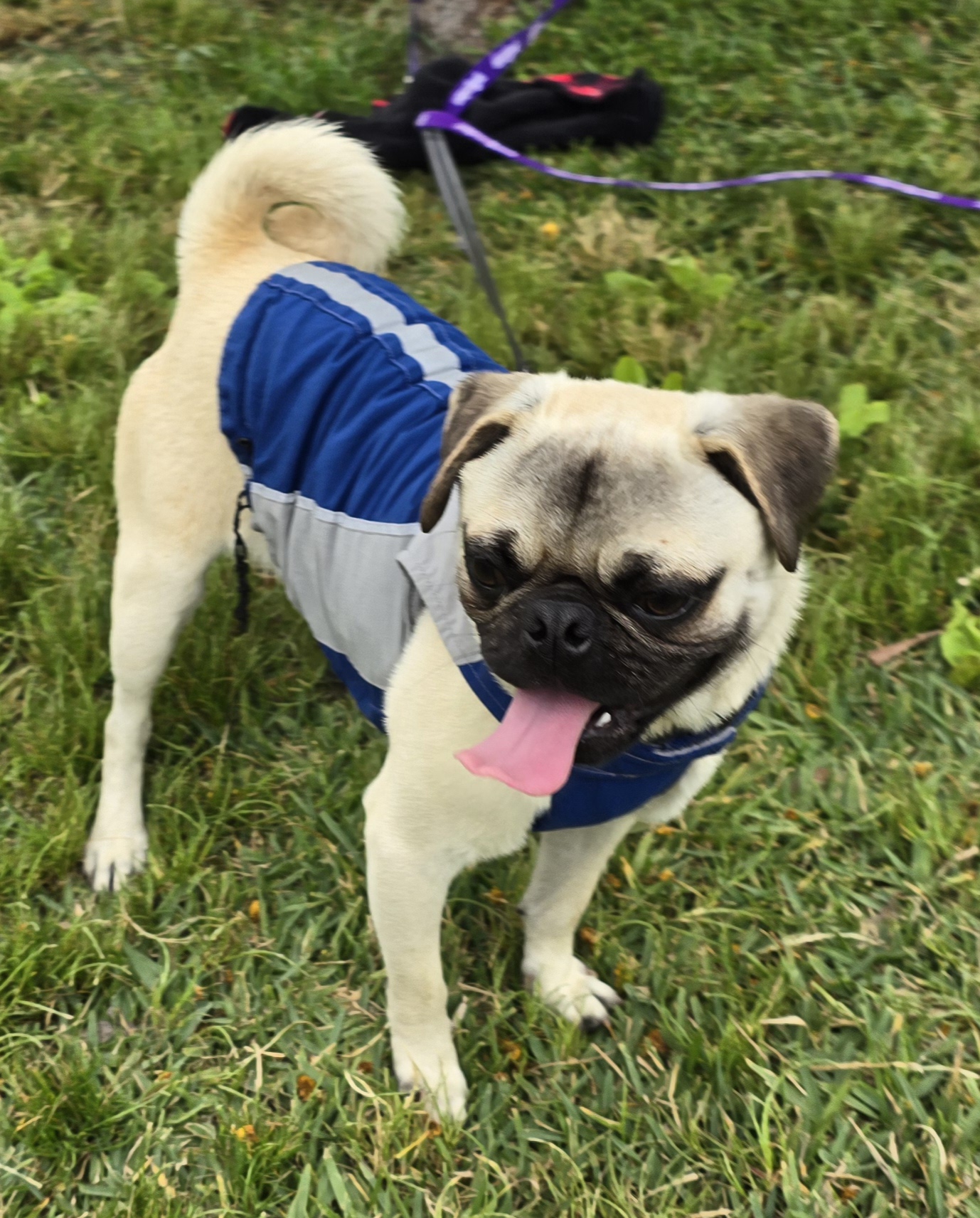 Andre, a Adoptable Pug in Fallbrook, CA image 3/6
