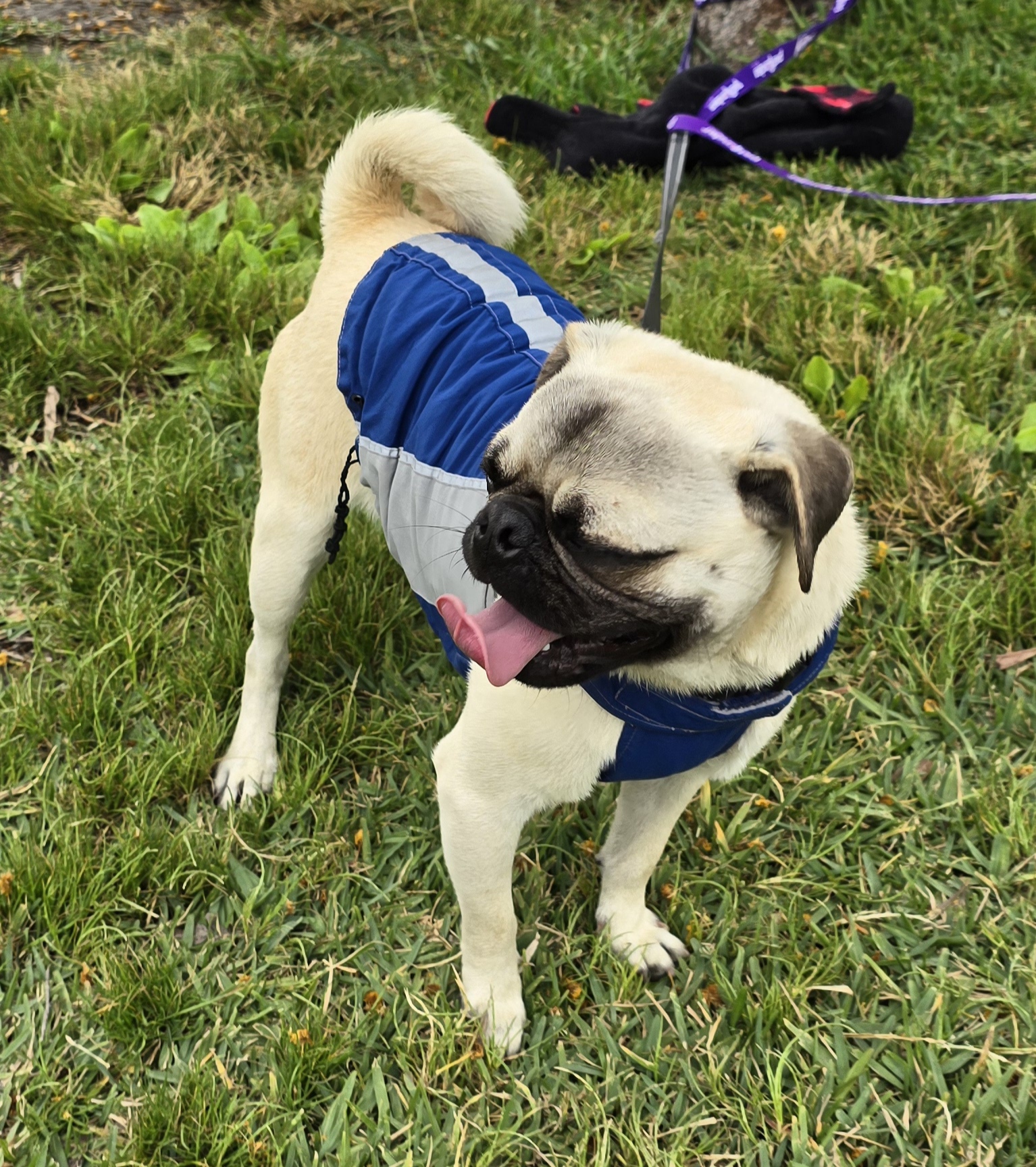 Andre, a Adoptable Pug in Fallbrook, CA image 4/6