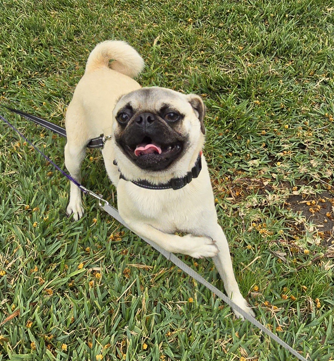 Andre, a Adoptable Pug in Fallbrook, CA image 5/6