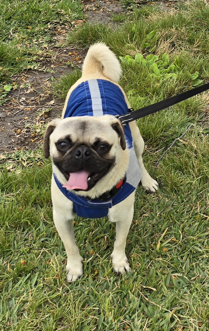 Andre, a Adoptable Pug in Fallbrook, CA image 6/6