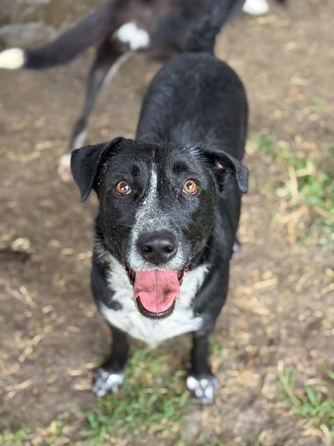 Enlarge DENVER, a Adoptable mixed breed in Riverside, CA image 1/1