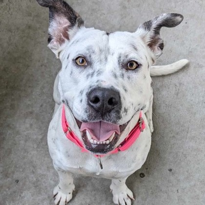 Pinto, Adoptable, Adult Female Pit Bull Terrier & Terrier.