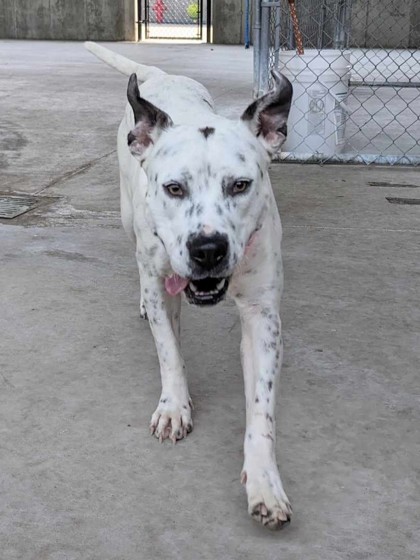 Pinto, a Adoptable mixed breed in Springfield, MO image 2/6
