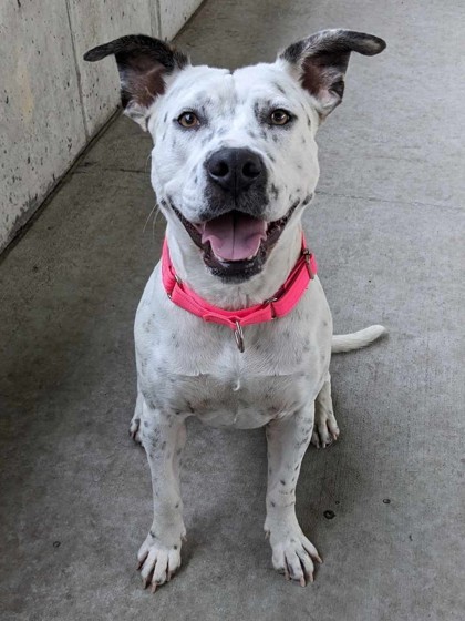 Pinto, a Adoptable mixed breed in Springfield, MO image 3/6