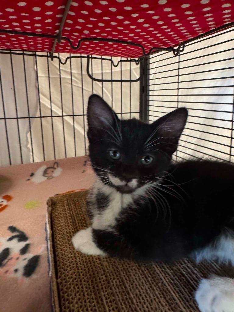 Ally, Adoptable, Kitten Female Domestic Short Hair.