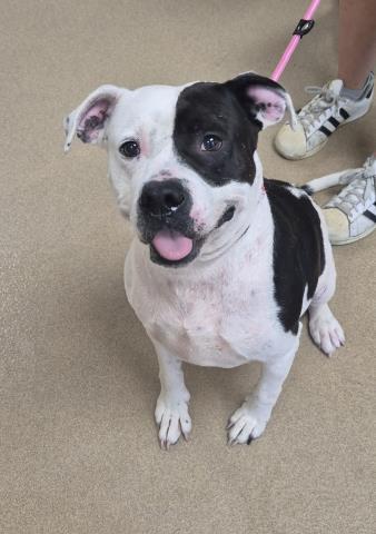PRINCESS LEIA, Adoptable, Adult Female Pit Bull Terrier.