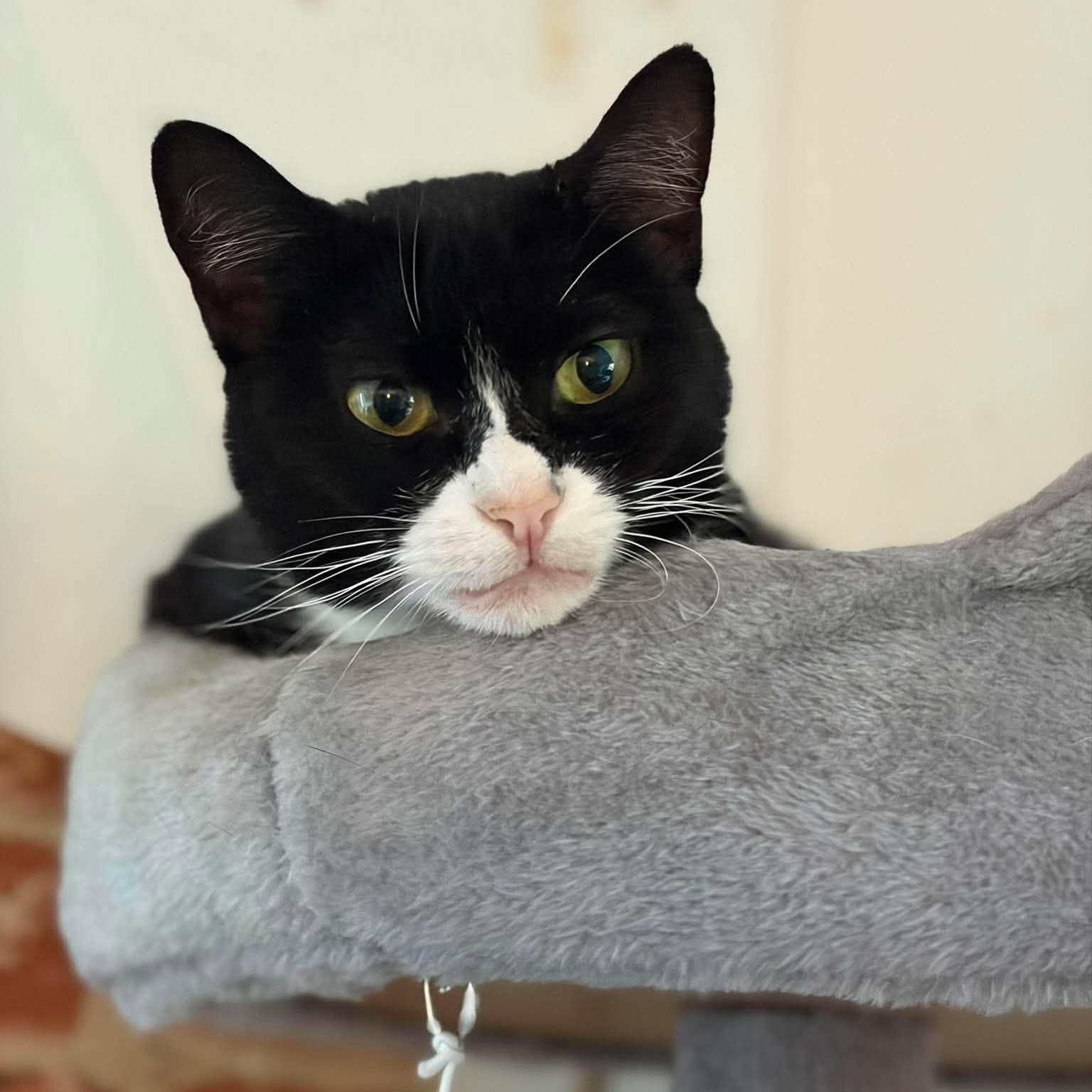 Julie, Adoptable, Adult Female Tuxedo.