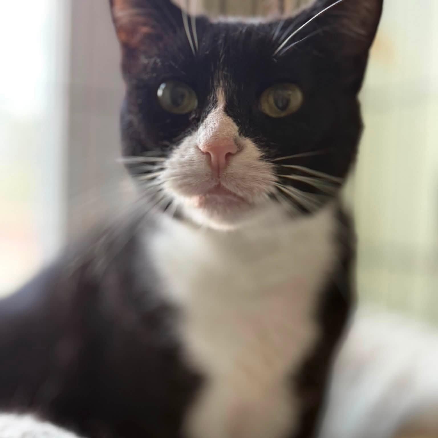Enlarge Julie, a Adoptable Tuxedo in Huntington, NY image 2/3