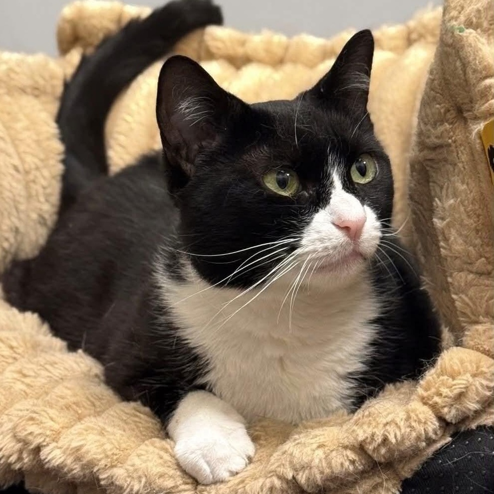 Enlarge Julie, a Adoptable Tuxedo in Huntington, NY image 3/3