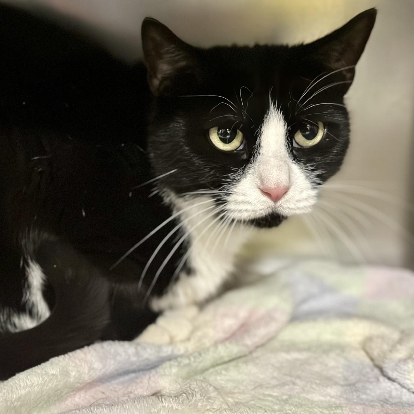 Lucky Lucy, a hold Domestic Short Hair in Jackson, NJ image 2/3