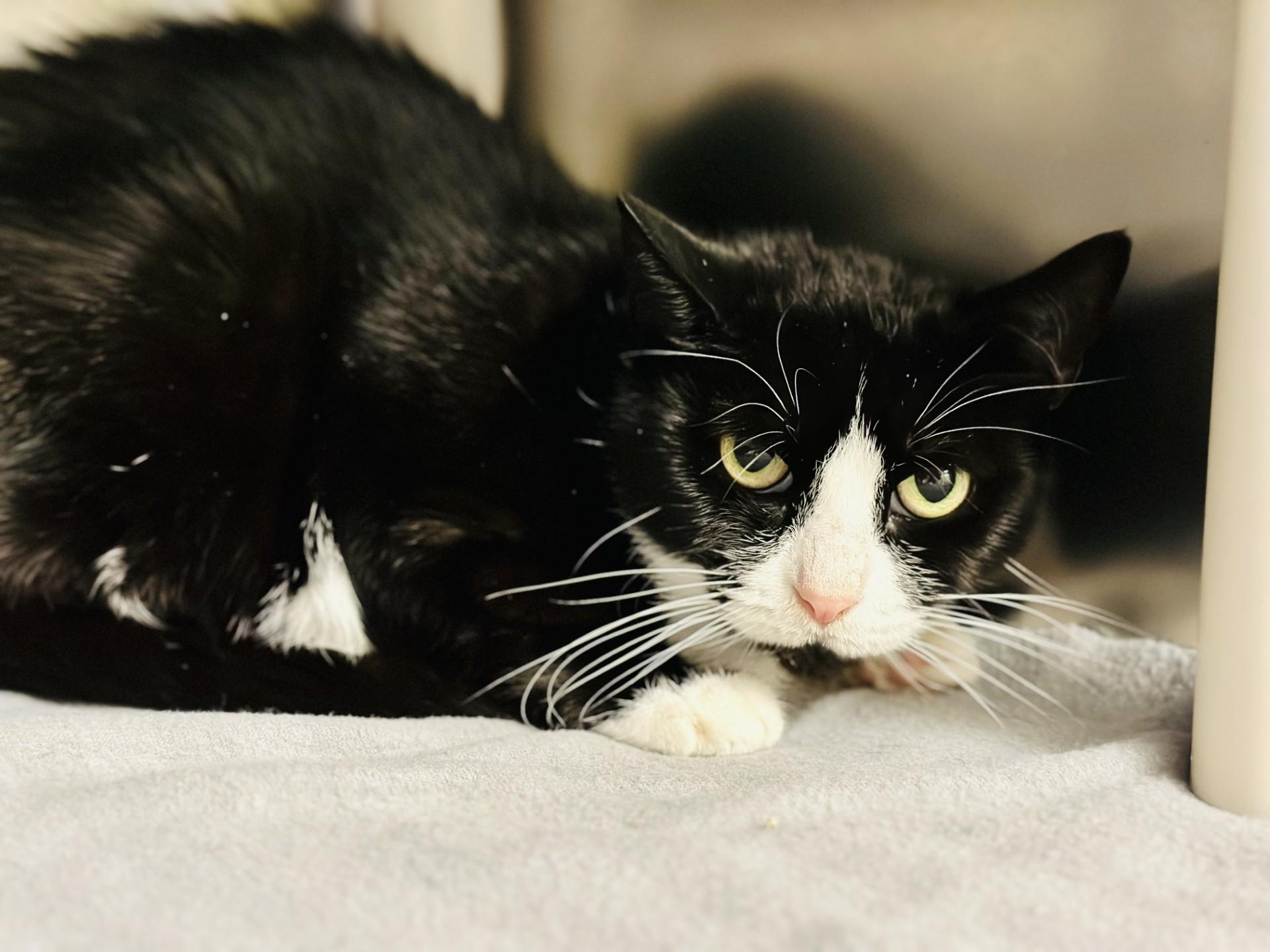 Enlarge Lucky Lucy, a Adoptable Domestic Short Hair in Jackson, NJ image 1/1