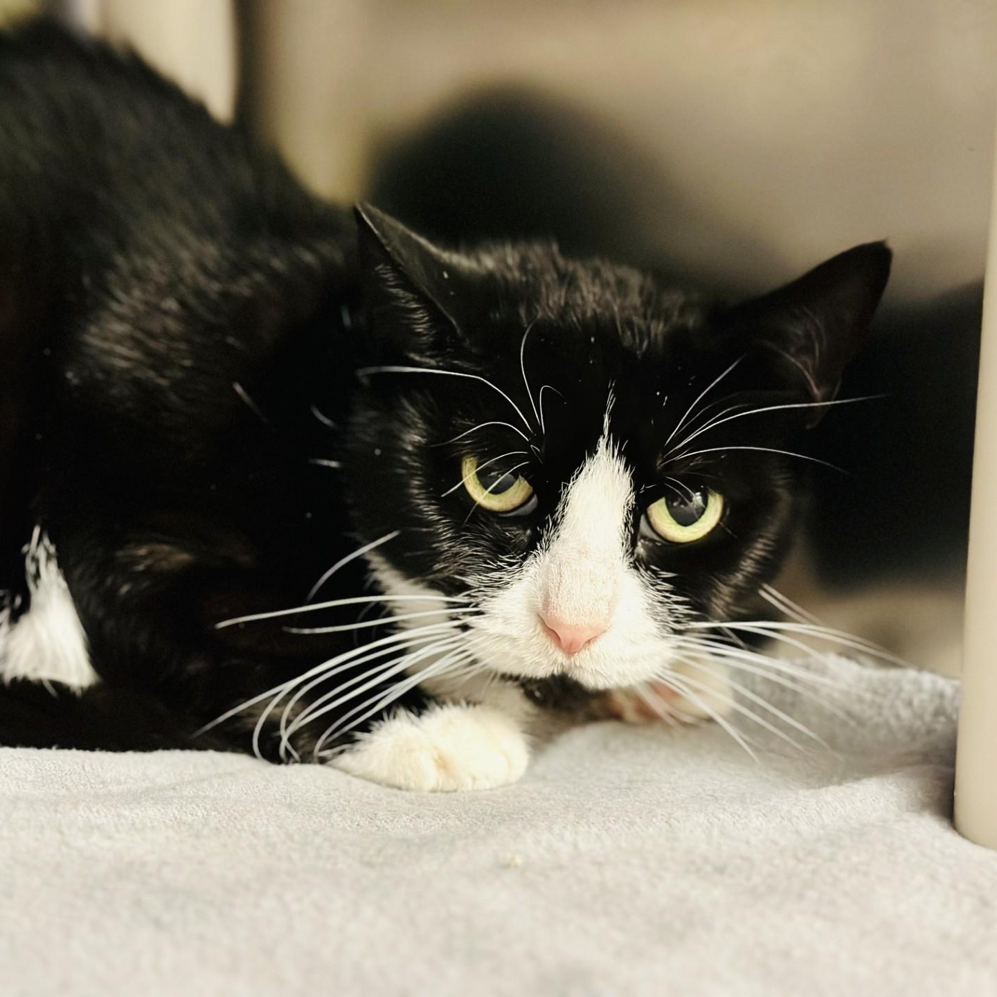 Lucky Lucy, a hold Domestic Short Hair in Jackson, NJ image 3/3