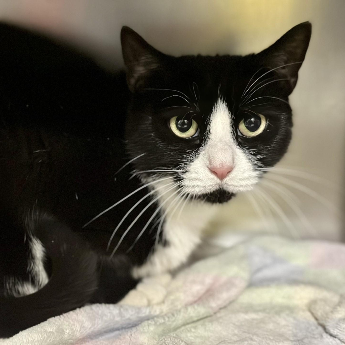 Lucky Lucy, a hold Domestic Short Hair in Jackson, NJ image 1/3