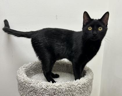 Sabrina, Adoptable, Young Female Domestic Short Hair & Domestic Short Hair.