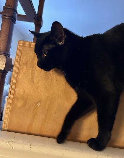 Sabrina, Adoptable, Young Female Domestic Short Hair & Domestic Short Hair.