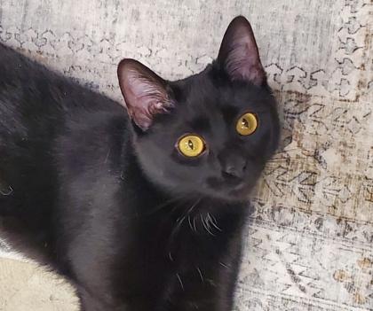 Enlarge Sabrina, a Adoptable mixed breed in Romeoville, IL image 2/3