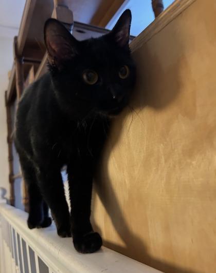 Enlarge Sabrina, a Adoptable mixed breed in Romeoville, IL image 3/3