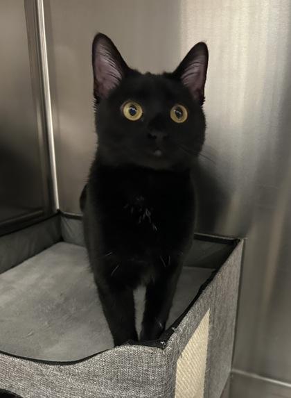 Enlarge Sabrina, a Adoptable mixed breed in Romeoville, IL image 3/3