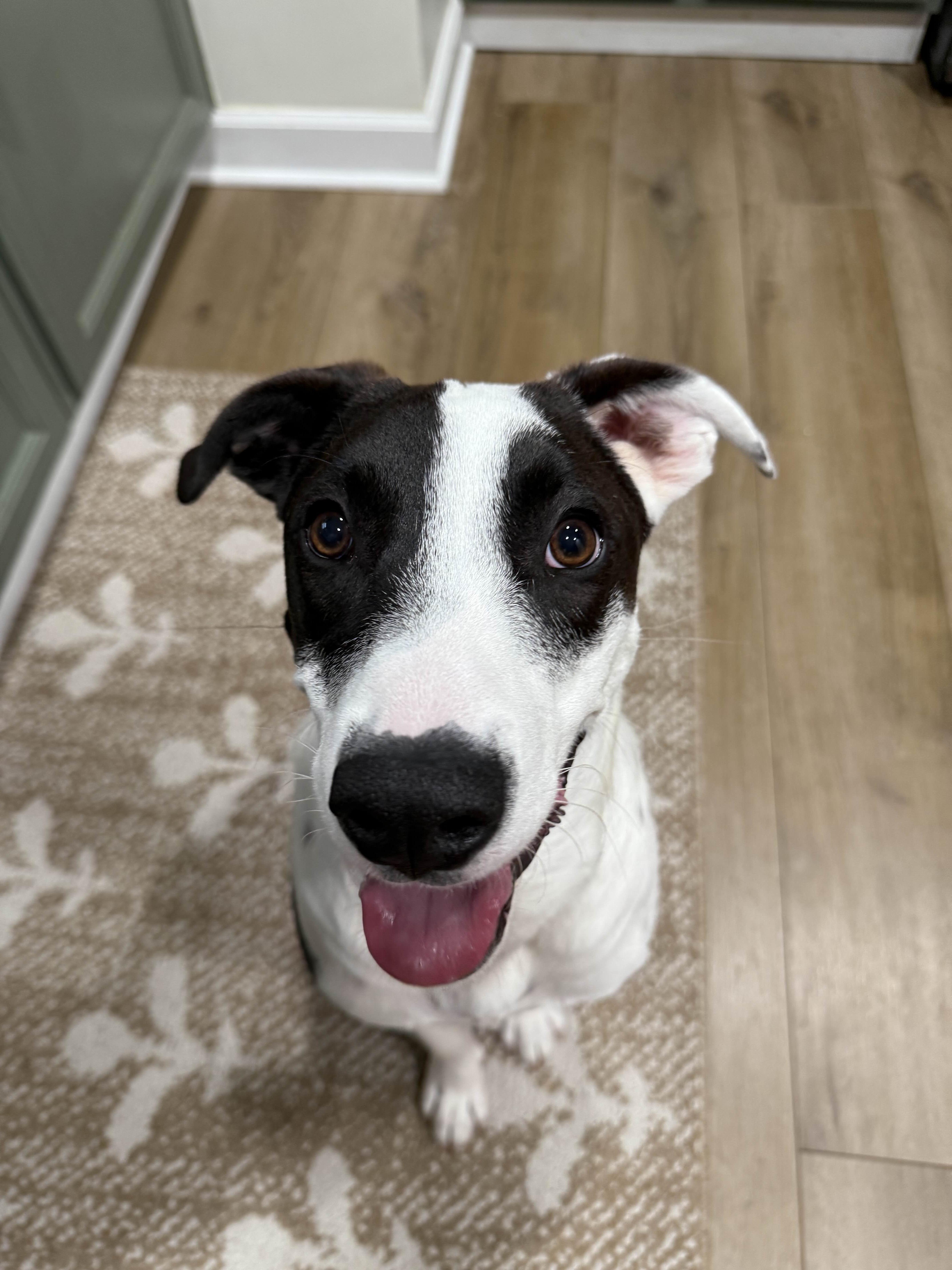 Roo