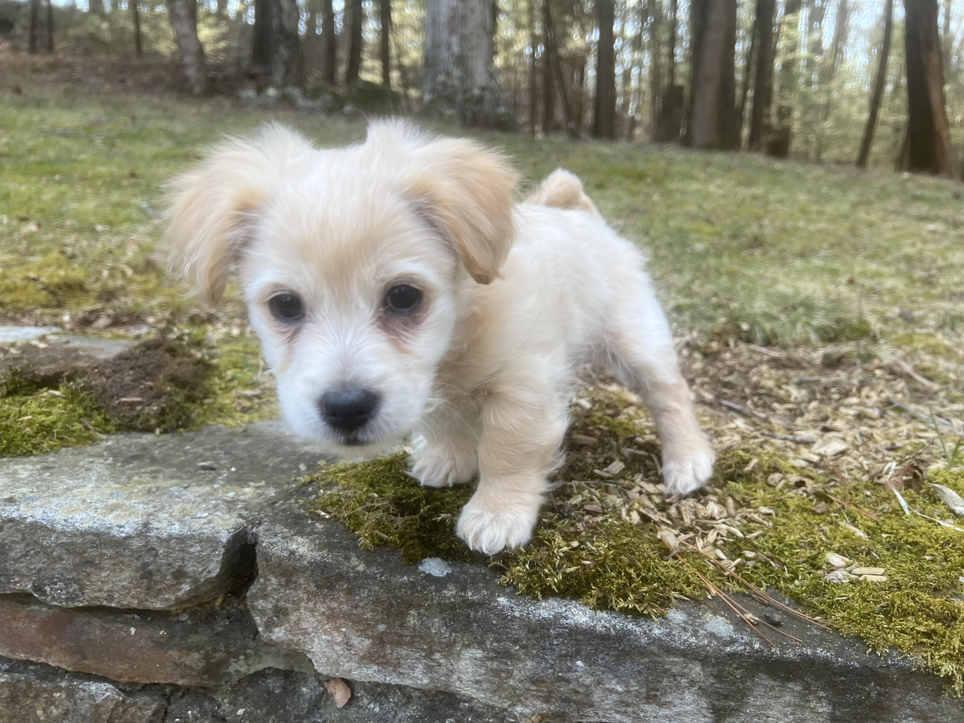 Enlarge Radish (loves dogs, cats & kids), a ADOPTABLE mixed breed in Dayville, CT image 3/6