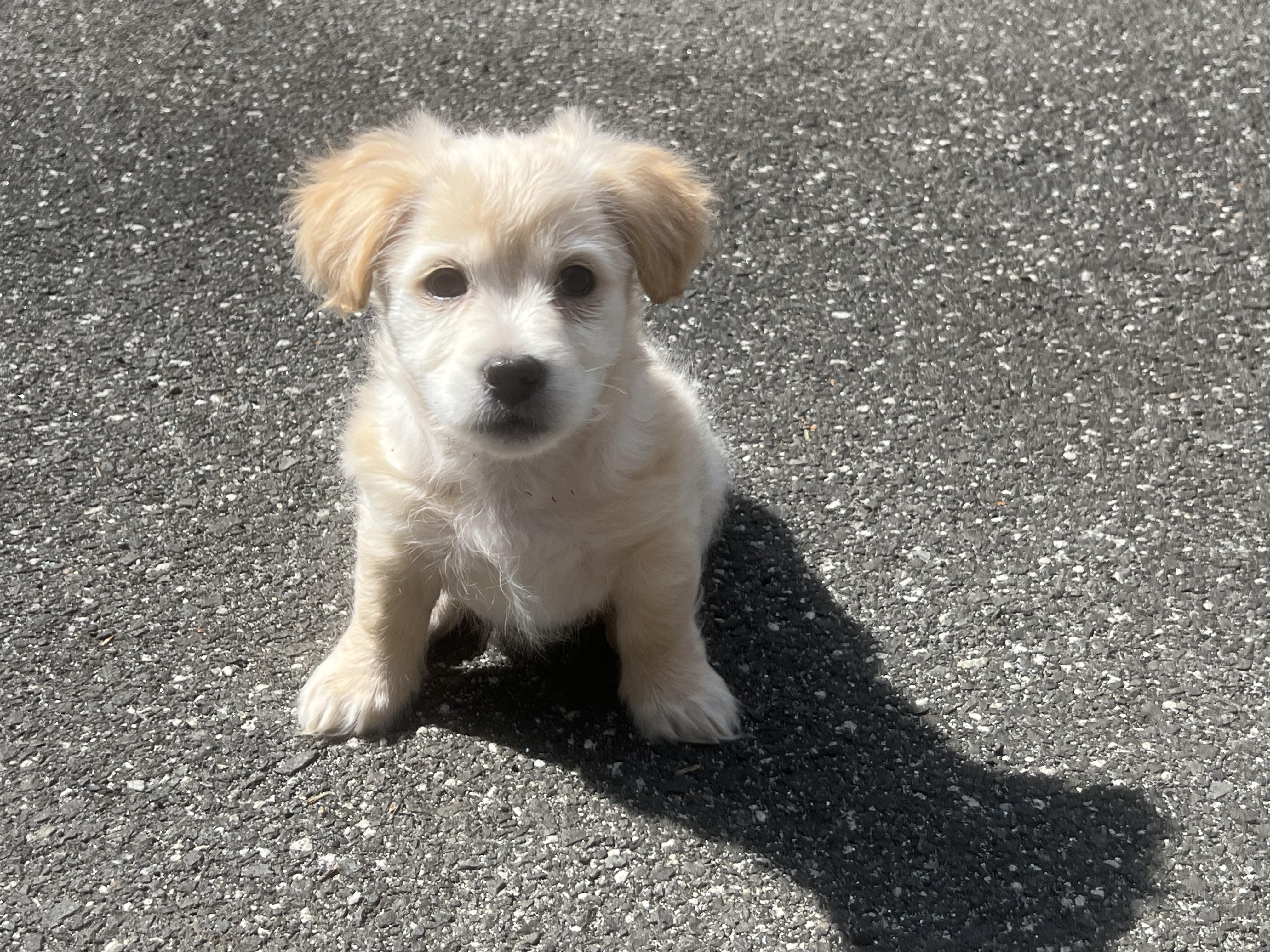 Enlarge Radish (loves dogs, cats & kids), a ADOPTABLE mixed breed in Dayville, CT image 1/6