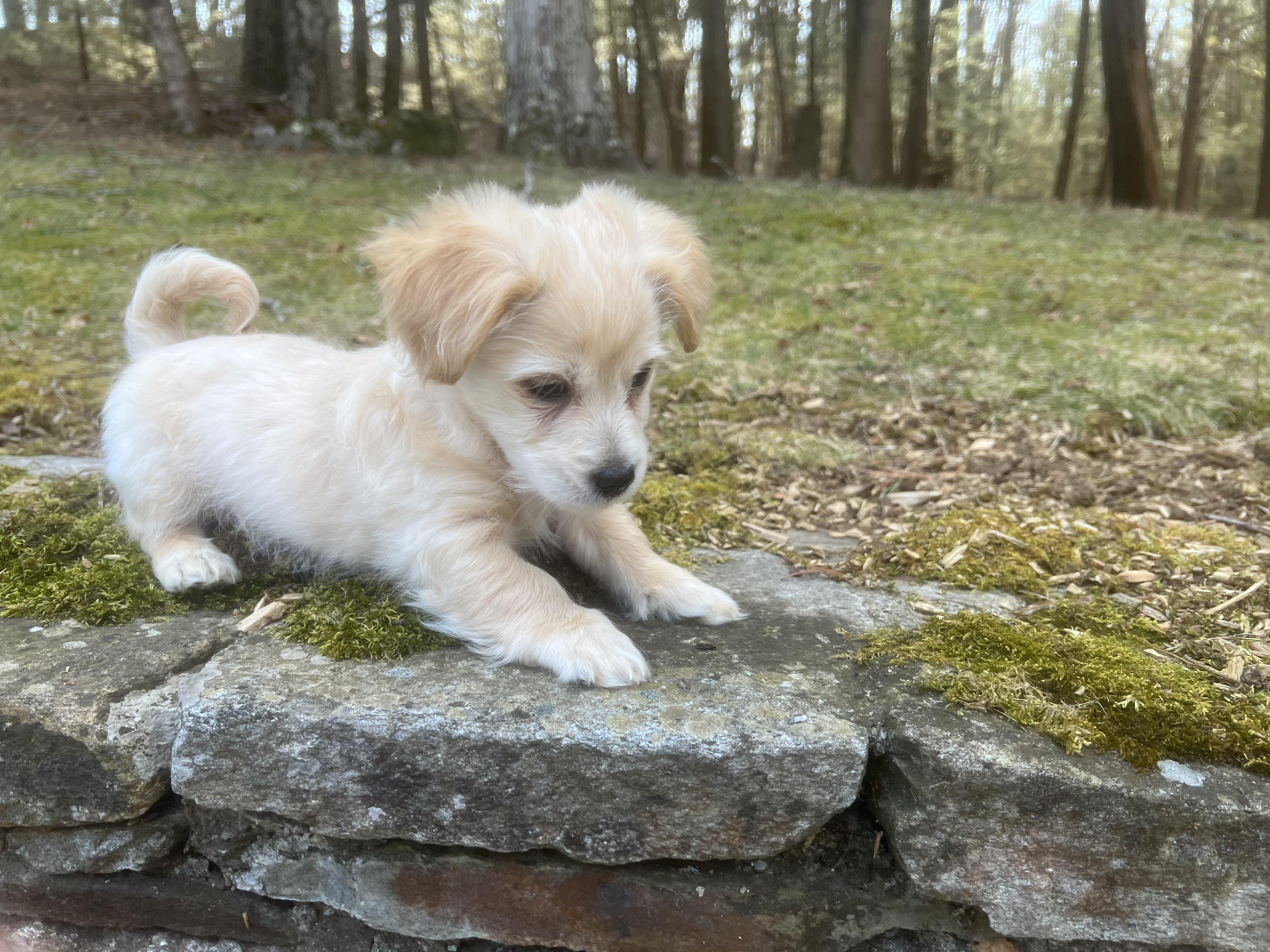 Enlarge Radish (loves dogs, cats & kids), a ADOPTABLE mixed breed in Dayville, CT image 4/6