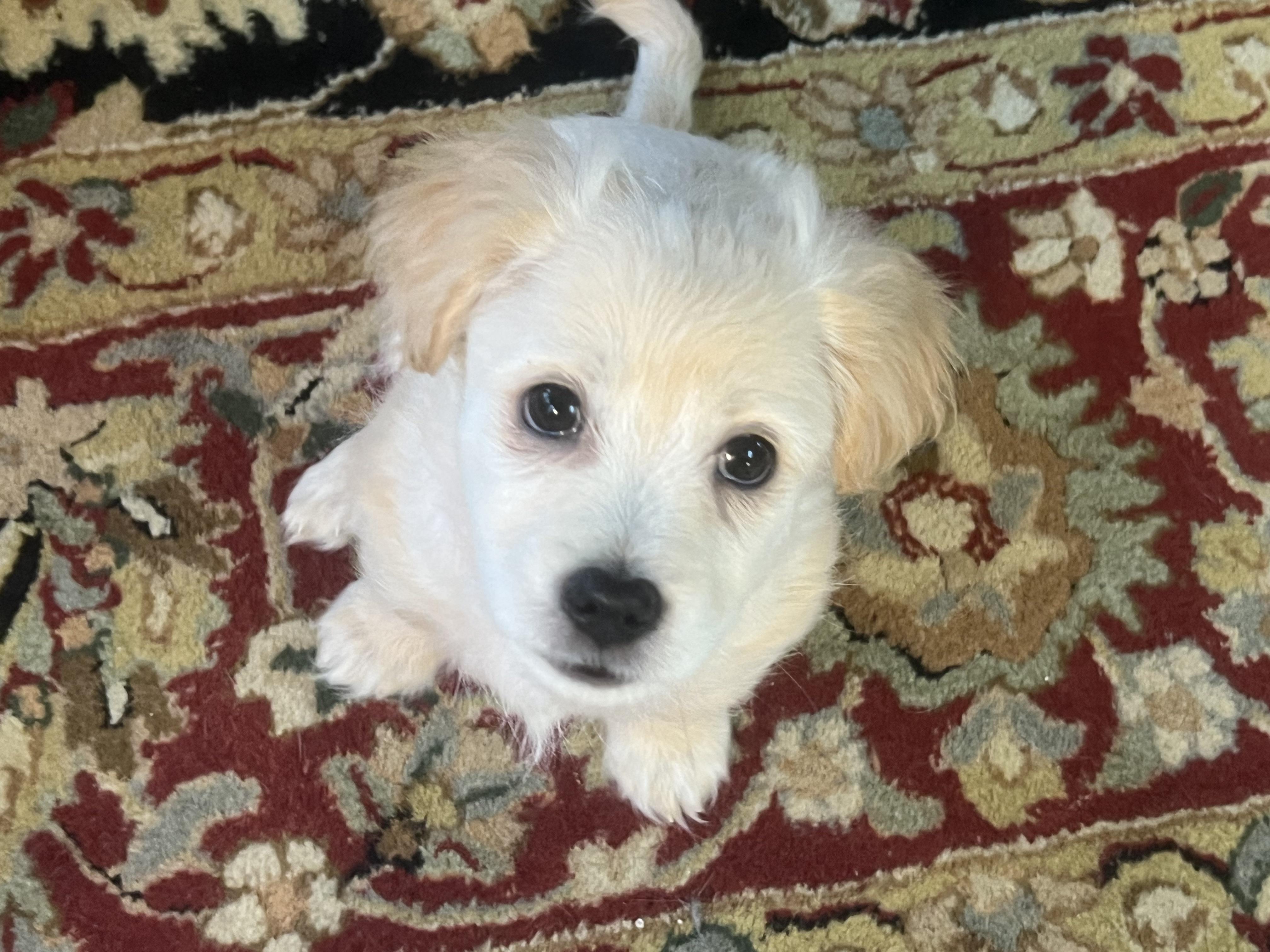 Enlarge Radish (loves dogs, cats & kids), a ADOPTABLE mixed breed in Dayville, CT image 2/6