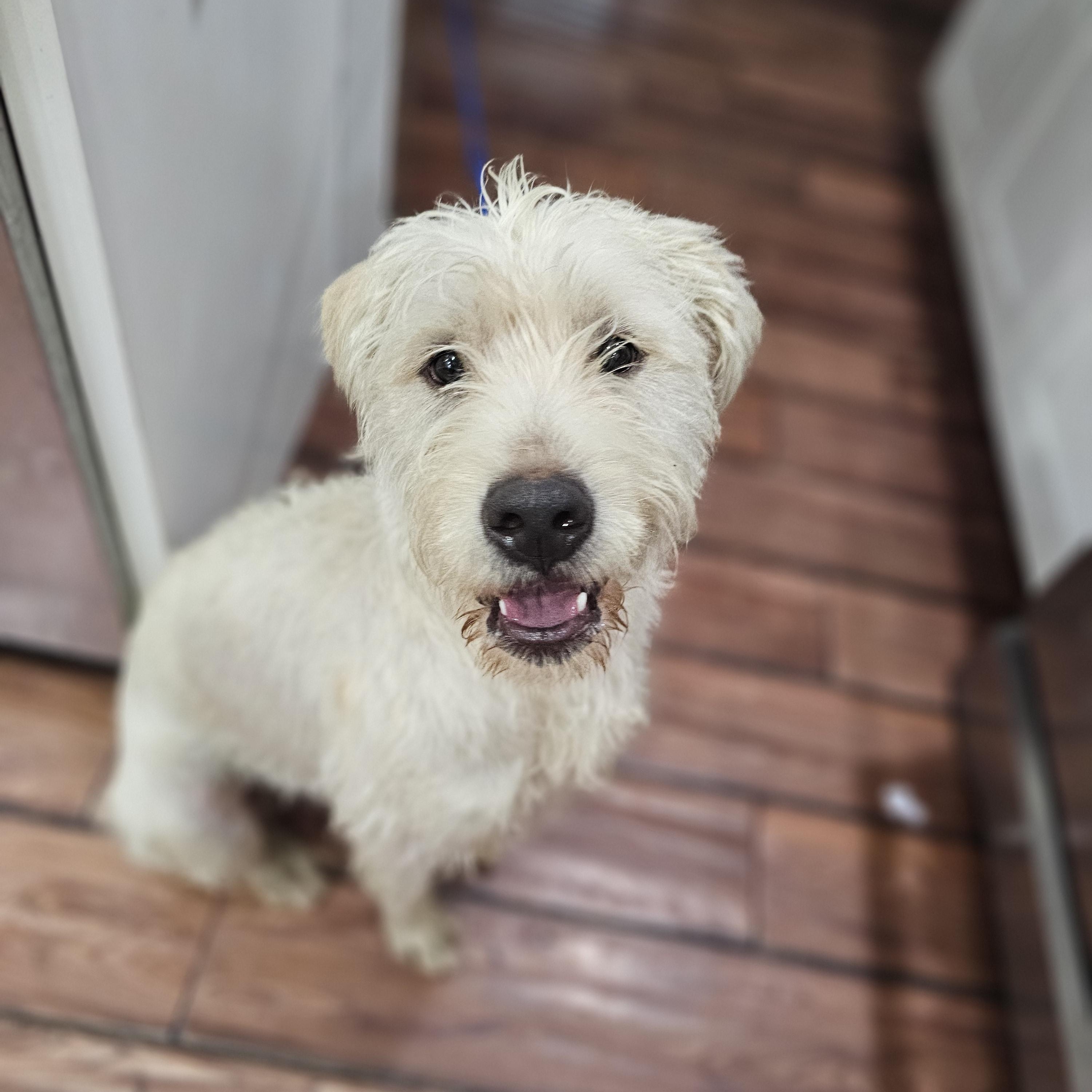 Enlarge Scrappy so il, a Adoptable mixed breed in MURPHYSBORO , IL image 2/6