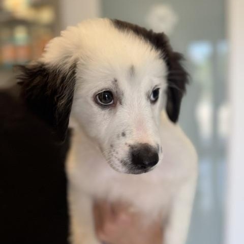 Enlarge Domino Delight, a Adoptable mixed breed in Woburn, MA image 1/5