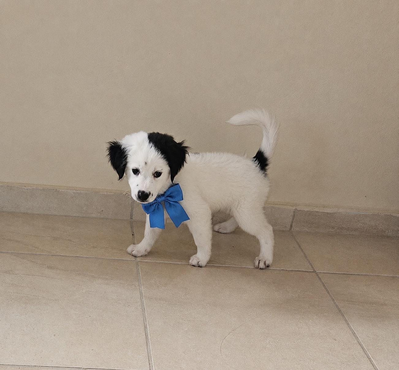 Enlarge Domino Delight, a Adoptable mixed breed in Woburn, MA image 3/5