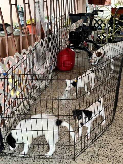 Enlarge Domino Delight, a Adoptable mixed breed in Woburn, MA image 5/5